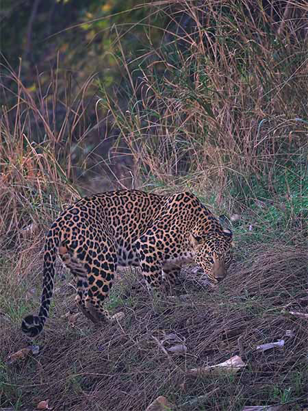Leopard in Satpura National Park