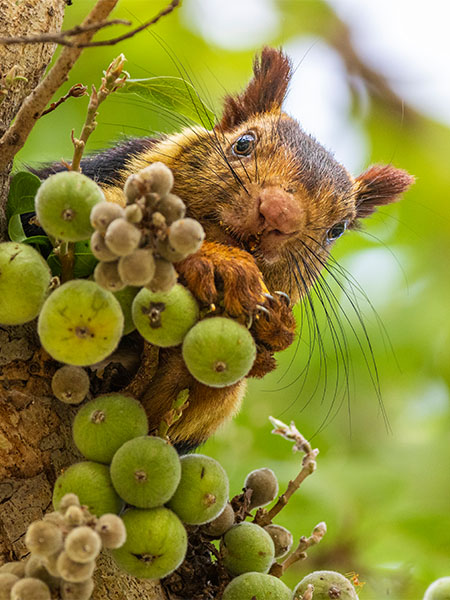 Malabar Squirell in Satpura National Park