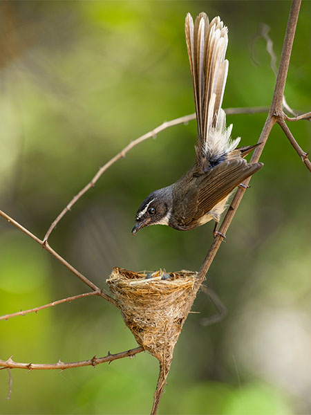 Wildlife Conservation in Satpura