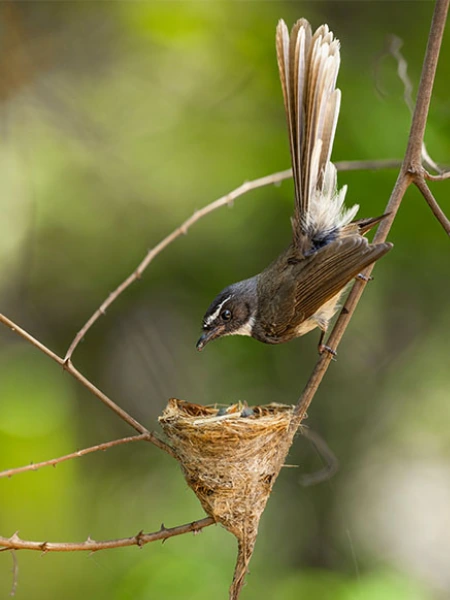 Bird nesting at Denwa Backwater Escape forested estate in Satpura