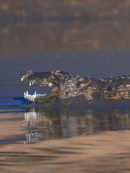 Crocodile in Satpura National Park