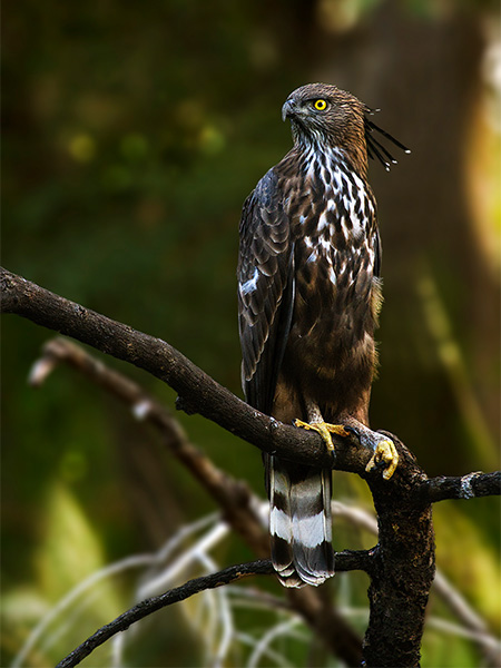 Birding in Satpura