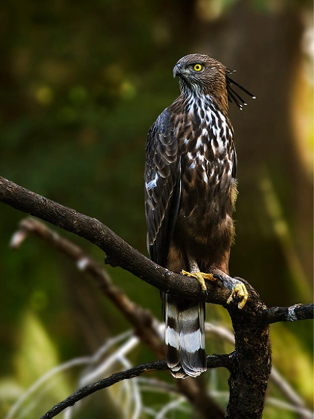 Birding in Satpura