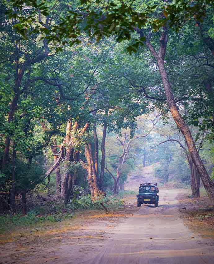 Jeep Safari in Satpura National Park