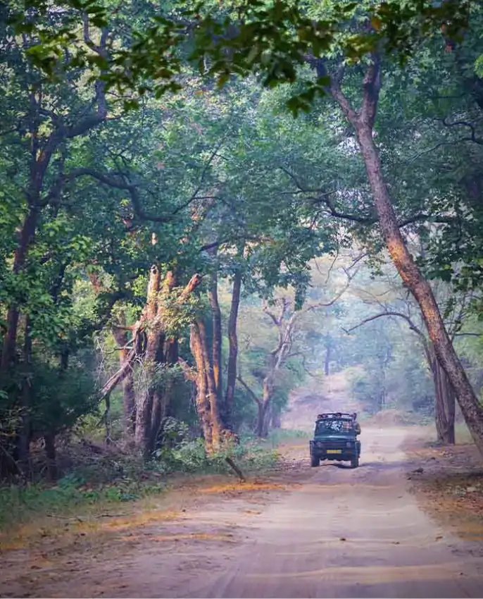 Jeep safari through Satpura National Park forest trails