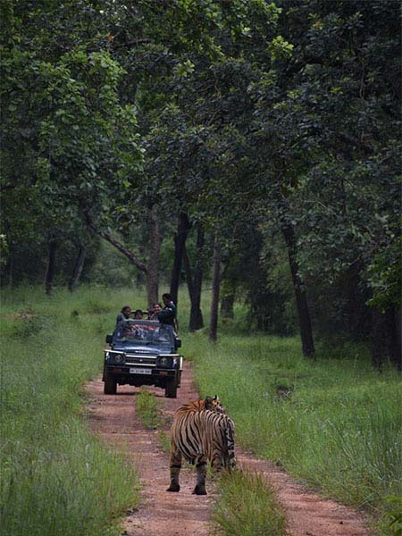 Jeep safari in Satpura