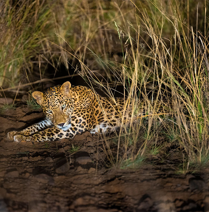 Night Safari in Satpura National Park