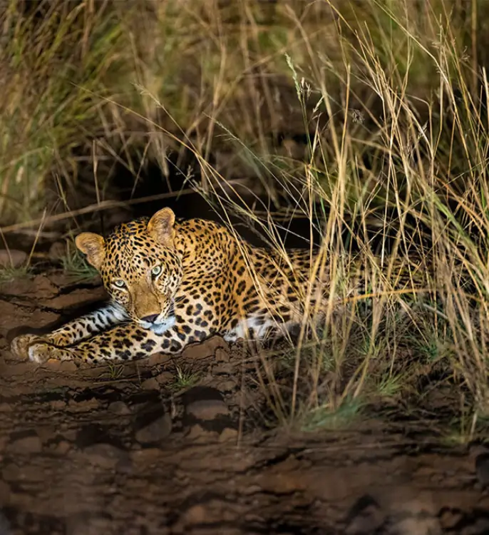 Night Safari in Satpura National Park
