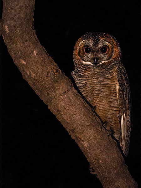 Birds in Satpura National Park