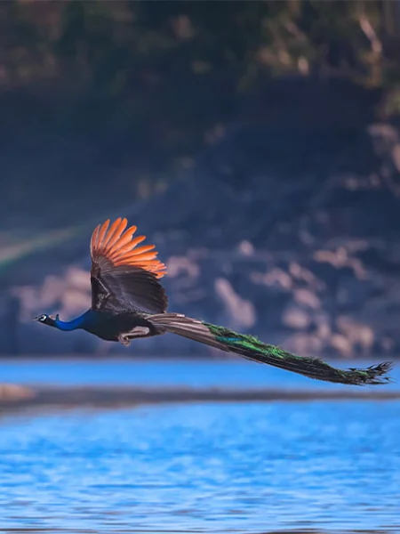 Birds of Madhai