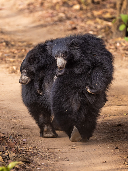 Bear in Satpura National Park