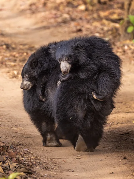Bear in Satpura National Park