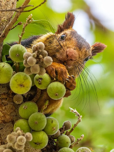 Malabar Squirrel in Satpura National Park
