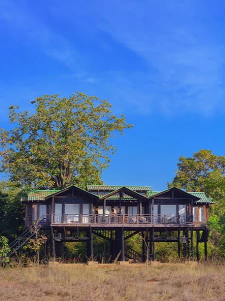 Exterior view of elevated treehouse cottages surrounded by forest and grassland