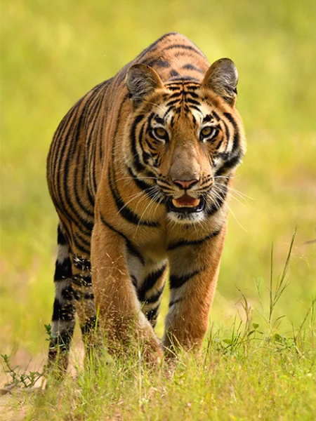 Tiger in Satpura National Park