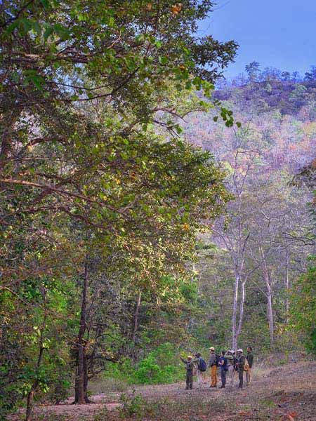 Nature Walk Satpura park