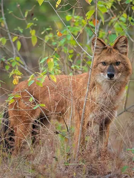 Wild dogs in Satpura