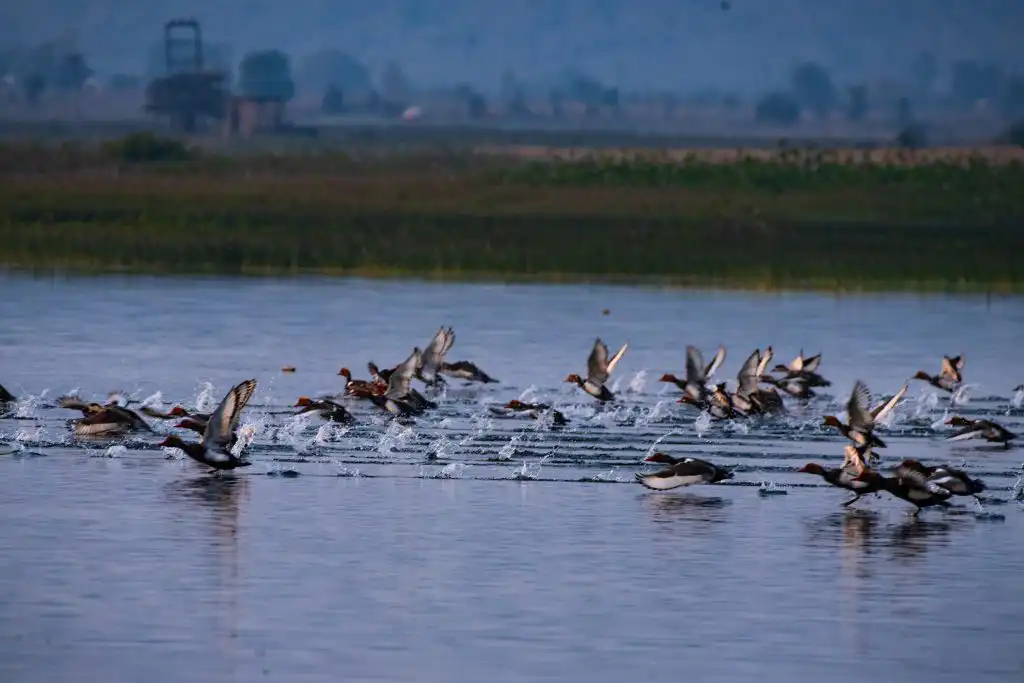 migratory birds in Satpura 