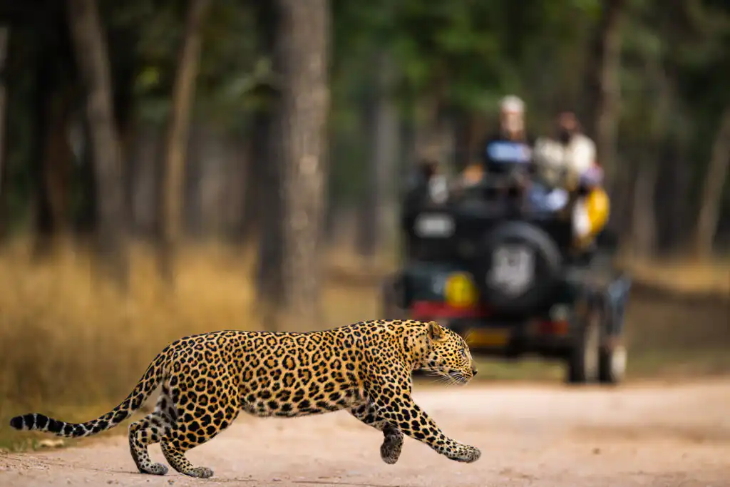 Jeep Safari in Satpura National Park