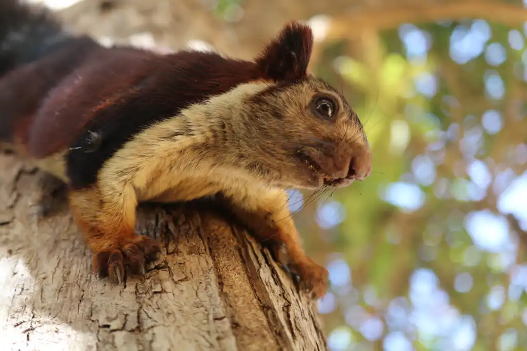 Giant squirrel in Satpura tiger reserve