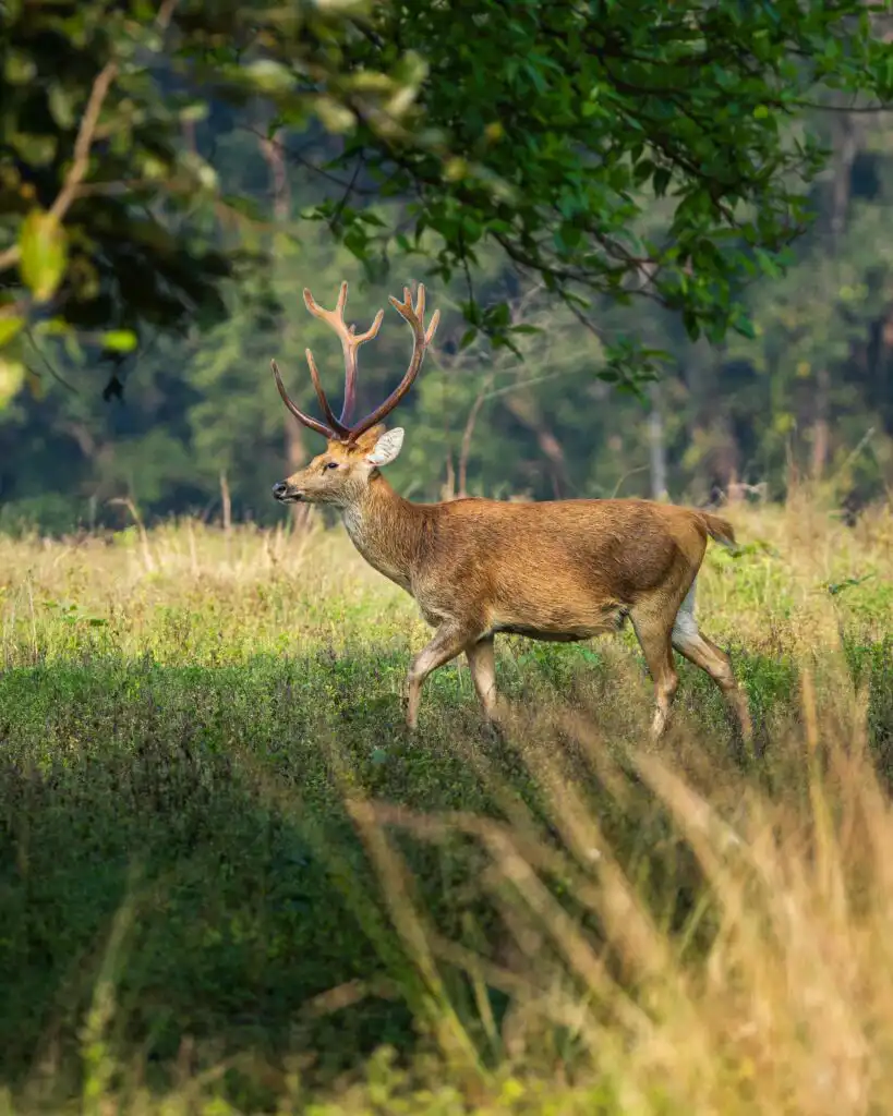 barasingha(Cervus duvauceli branderi)