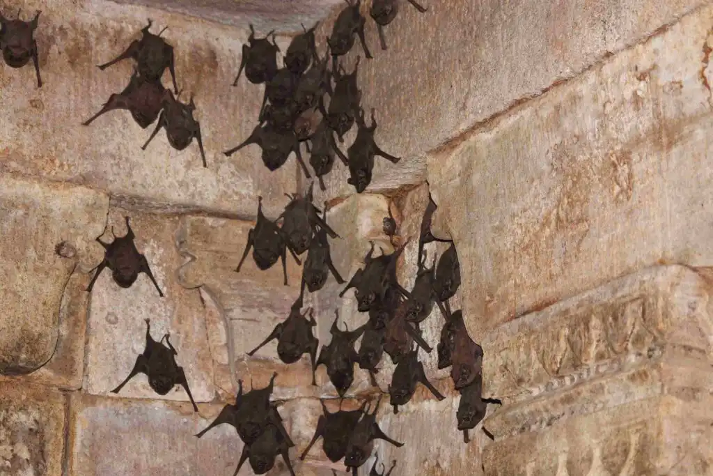 only location in Central India where the greater horseshoe bat has been recorded