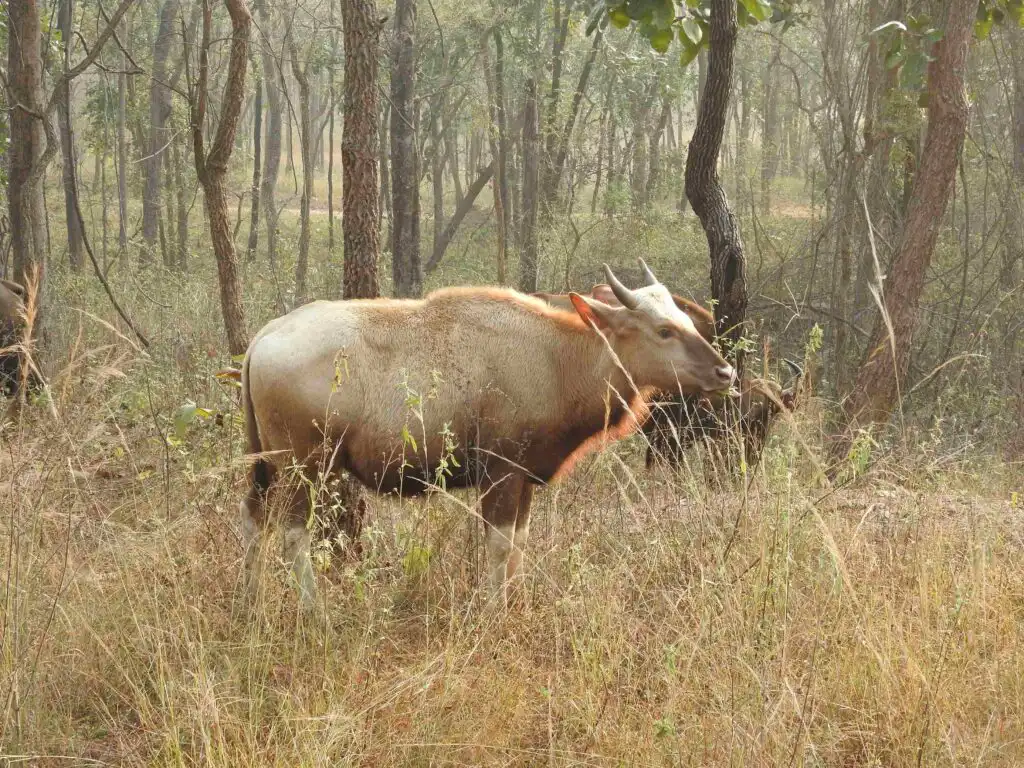 Leucistic Gaur