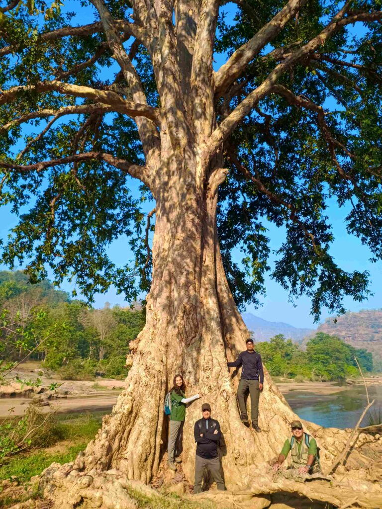 Arjun Tree in Satpura
