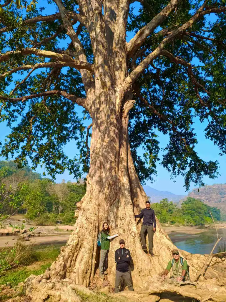 Arjun Tree in Satpura