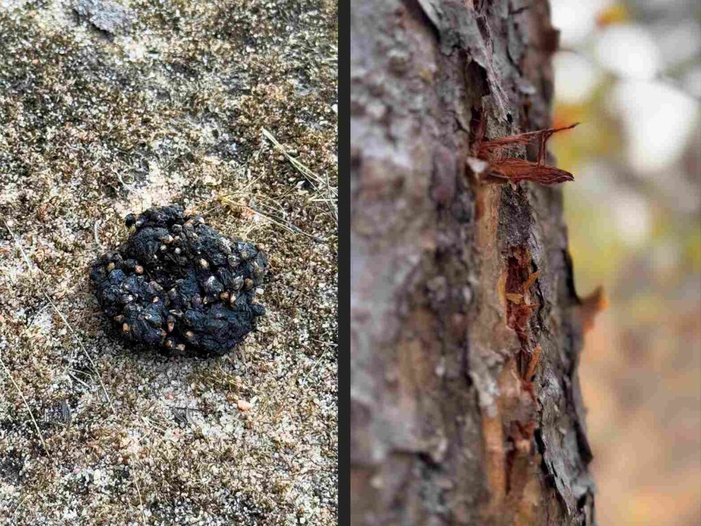 Sloth bear scat and tiger claw marks