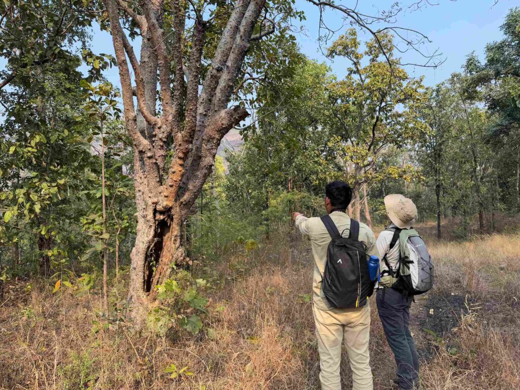 Walking through the jungle