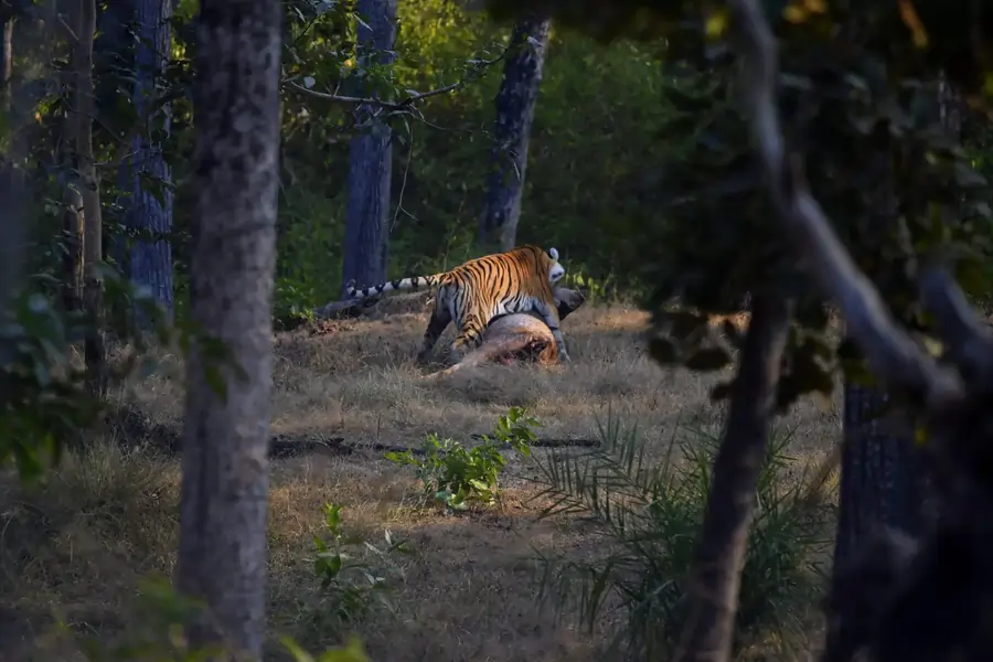 A tiger amid a kill.