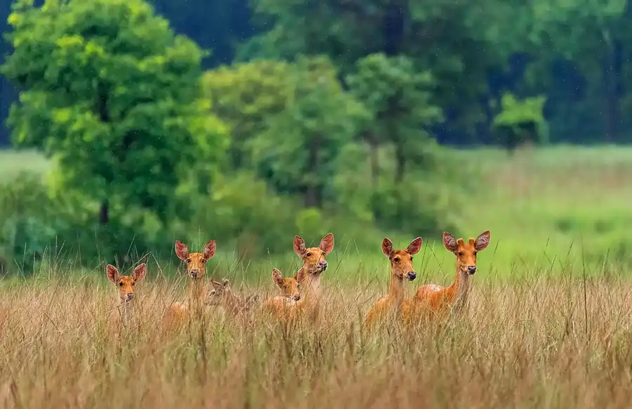 Deer are always found in herds and live in extended families.