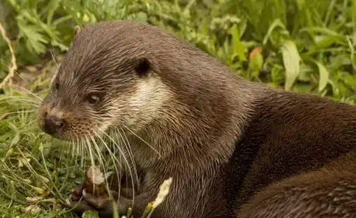 Otters