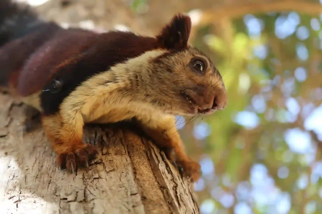 Giant squirrel in Satpura tiger reserve