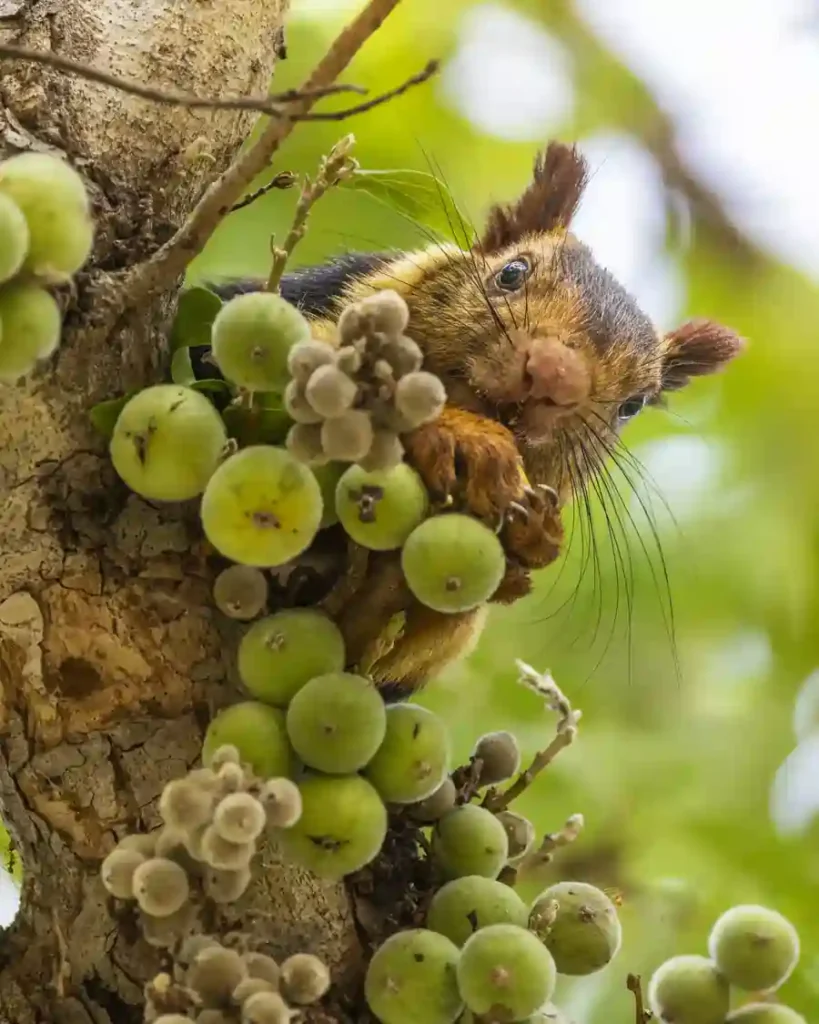 The Indian Giant Squirrel in action.
