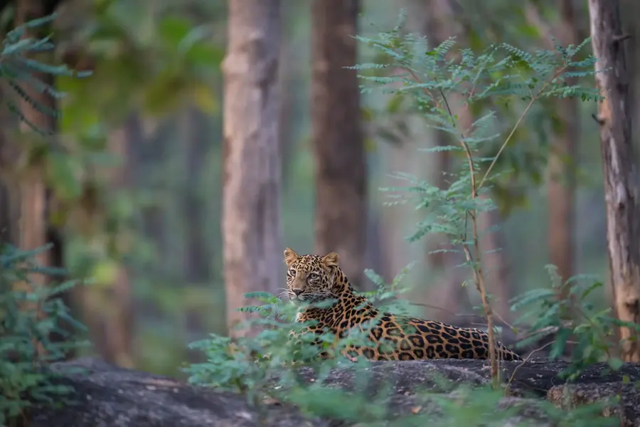 Leopard in Satpura