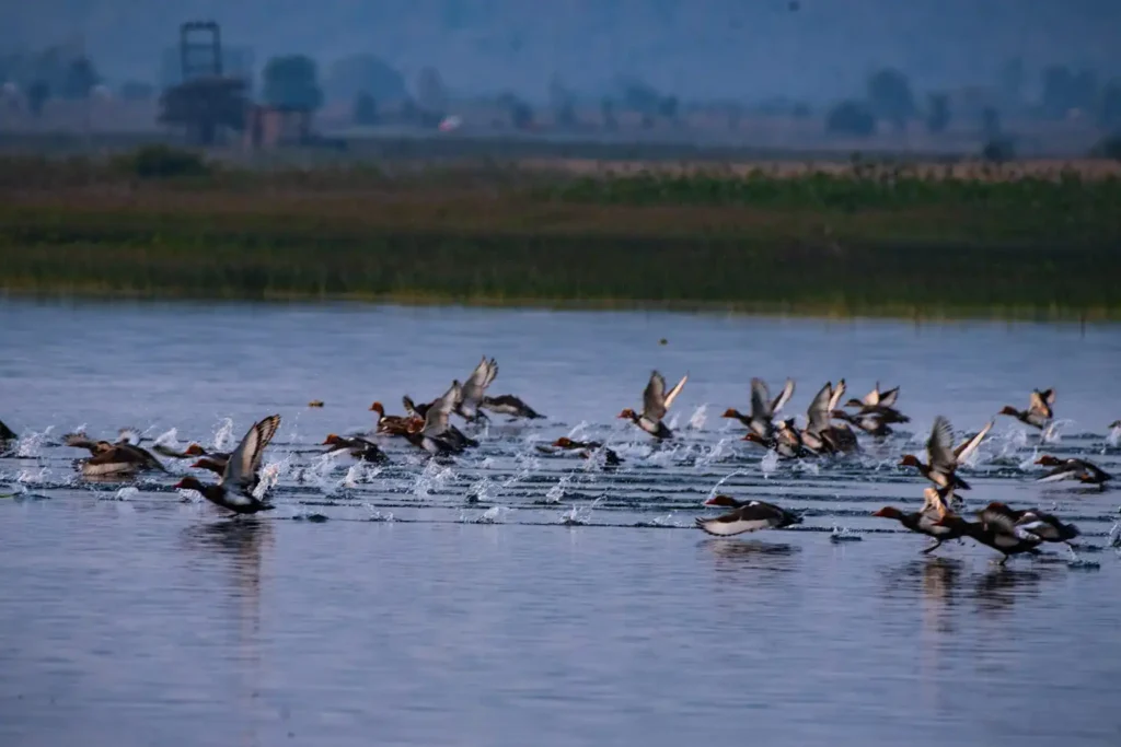 migratory birds
