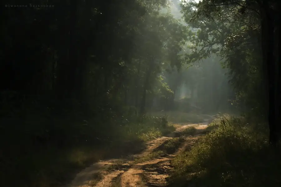 A walking trail in Satpura National Park.