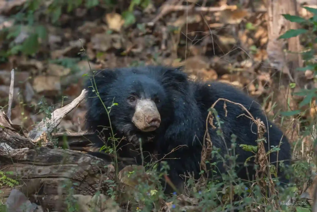 Bear in Satpura Tiger Reserve