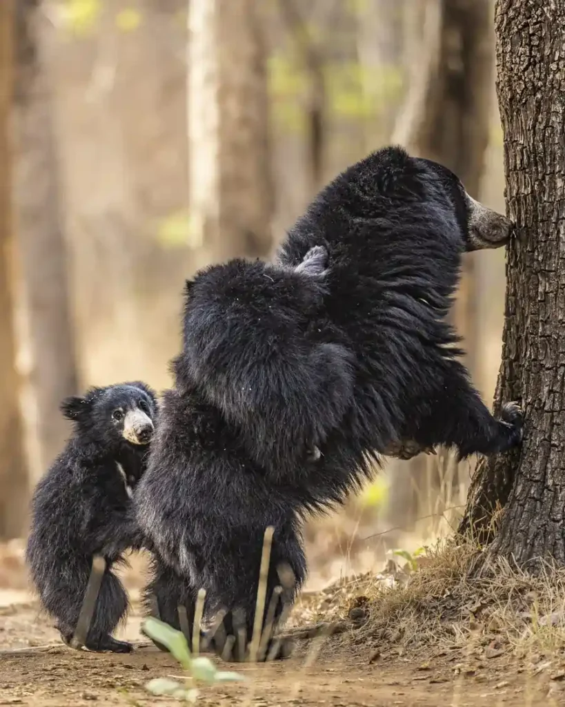 Sloth bears can adapt to different vegetation types and habitats.