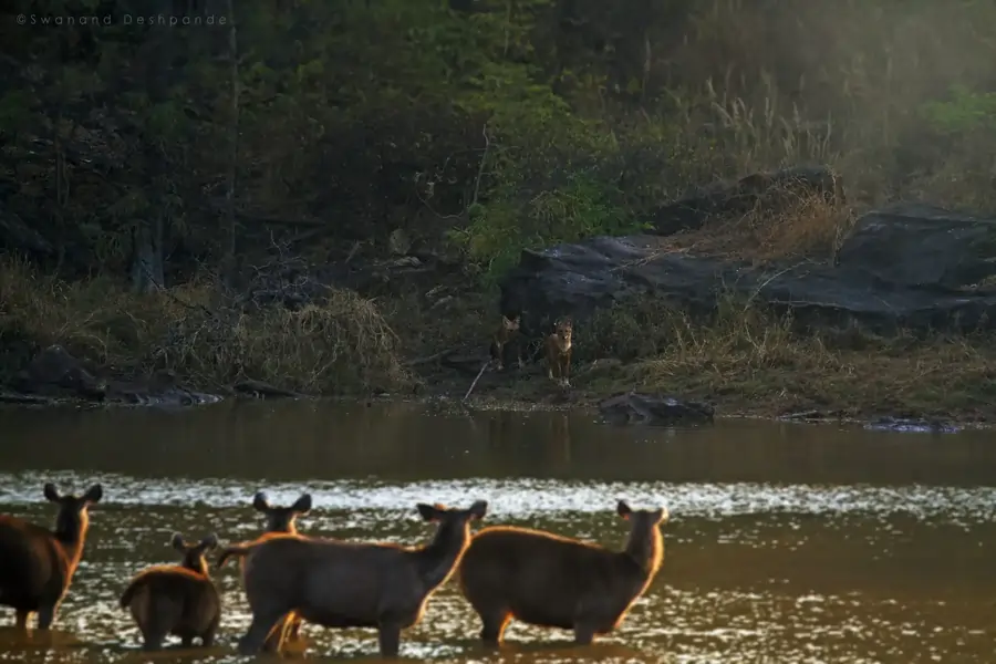 Water reservoirs in jungles are frequent grounds for power tussles.