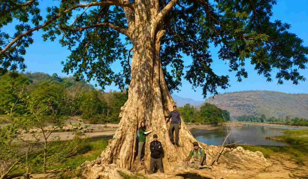 arjun tree in satpura