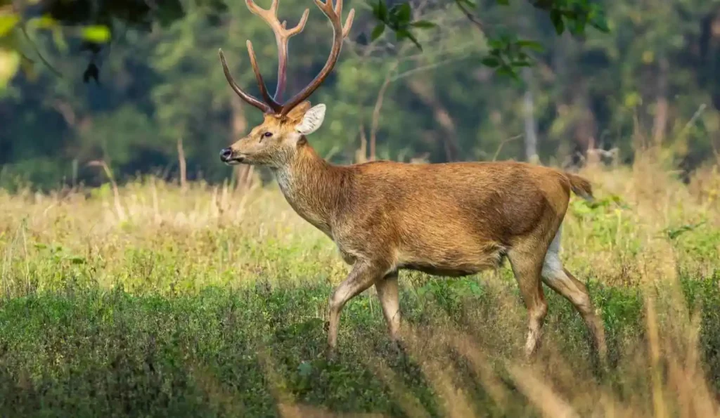 barasingha in satpura national park swampdeer scaled