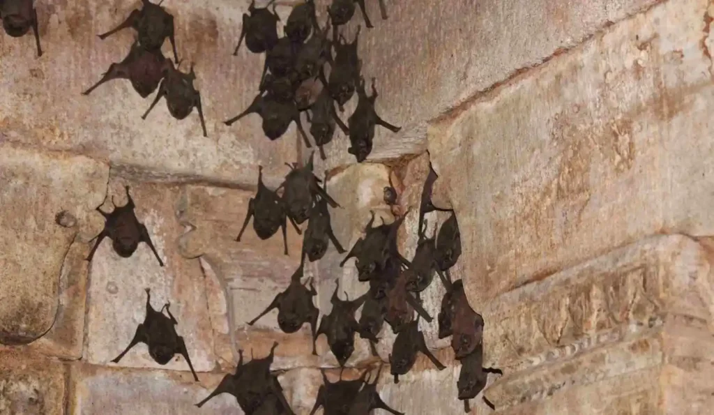 bats scaled