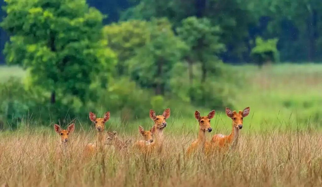 deer in satpura