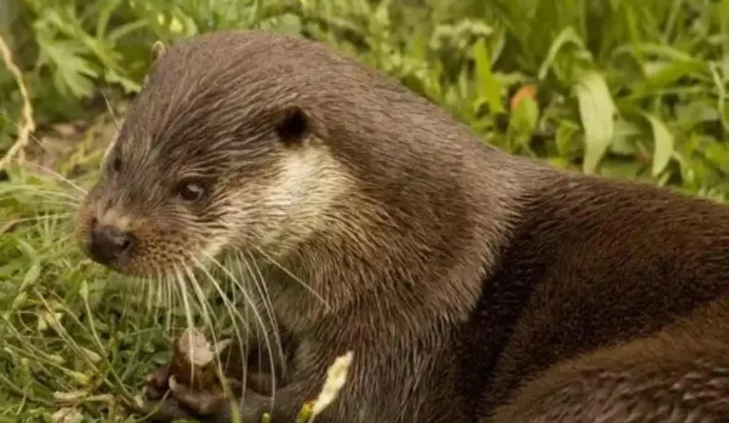 eurasian otter