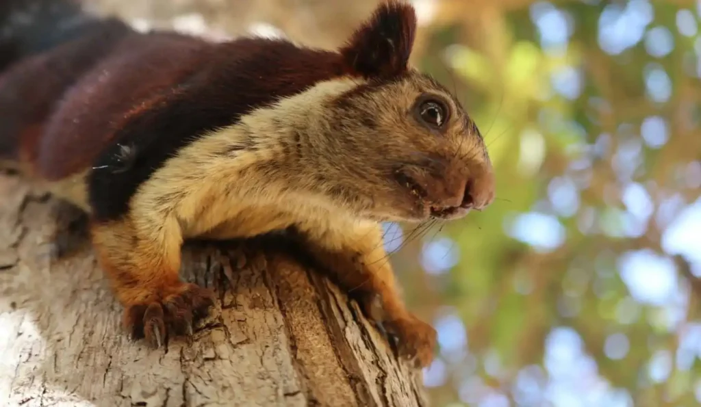 indian gaint squirrel scaled