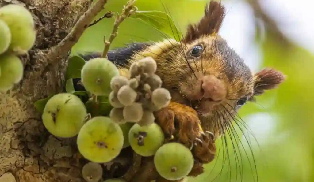 indian giant squirrel