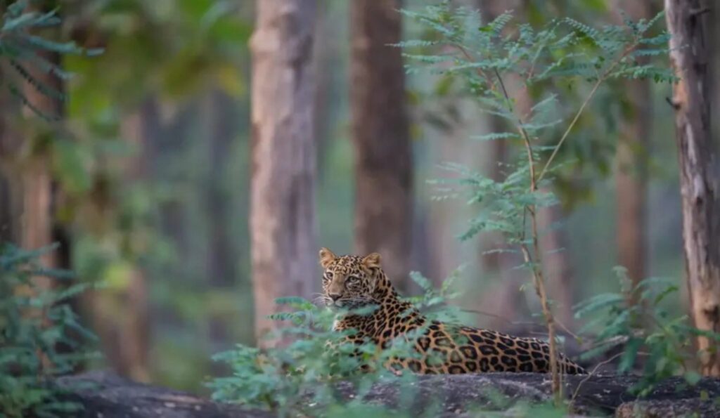 leopard in satpura